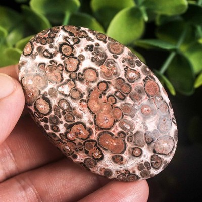35g 56mm Leopard Skin Jasper Palm Stone Natural Crystal Healing Worry Stone Gift