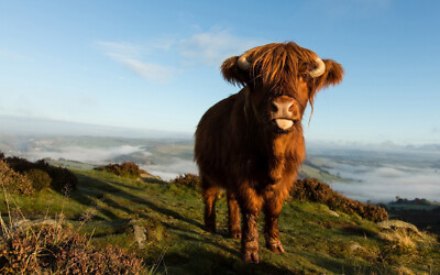 Highland Cow Peak District Kunstdruck Poster - A3 HD - KOSTENLOSE LIEFERUNG AM NÄCHSTEN TAG