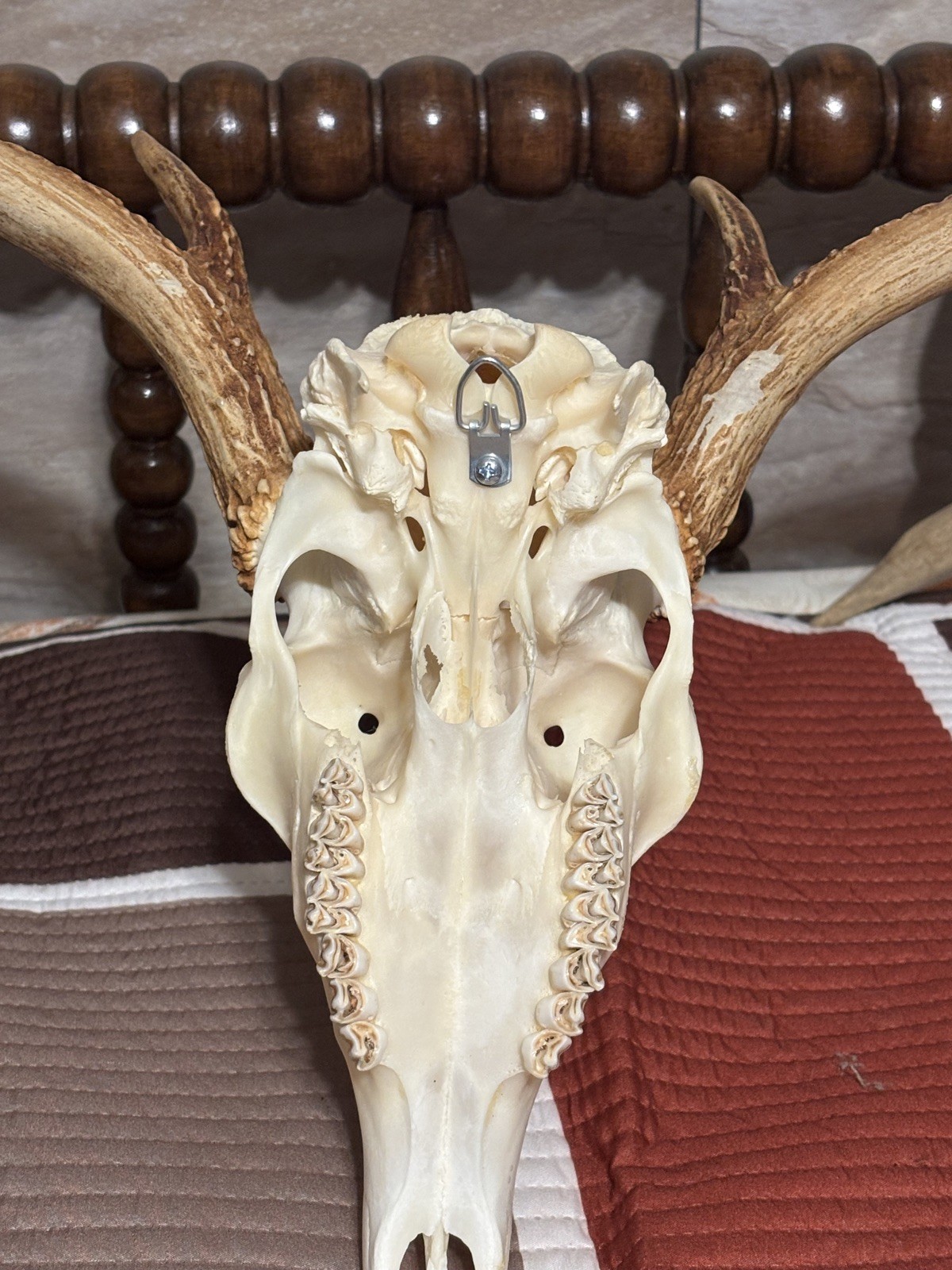 Wild 7 Point Whitetail Deer Skull | European Mount | Massive 19” Spread Buck
