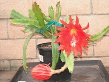 Large 15 in Epiphyllum "MRS. SNYDER" cactus plant