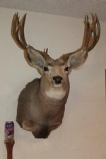 Mule Deer Head Mount Taxidermy Antler Cape Whitetail Log Cabin Decor Hunt Horn