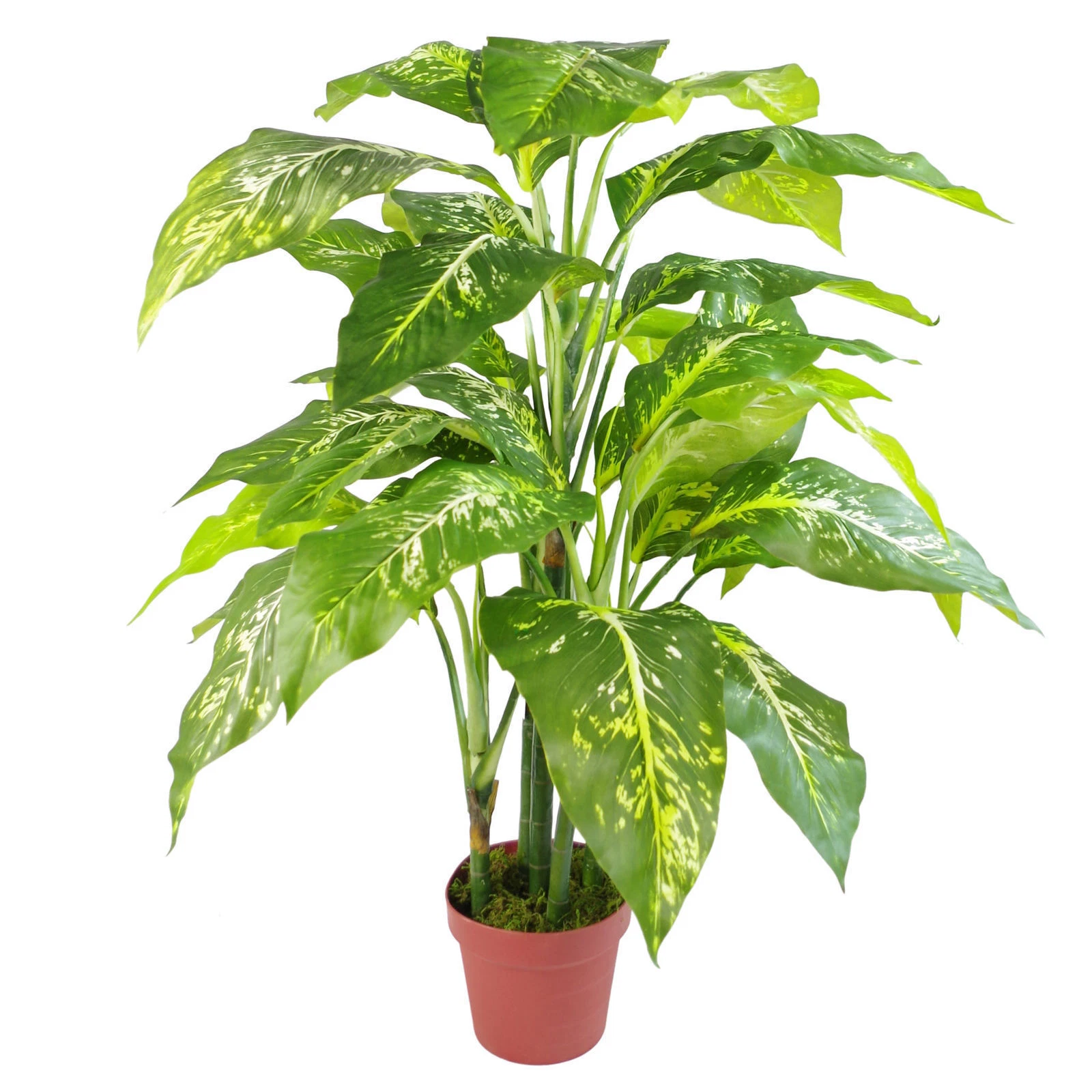 100cm Luxury Aglaonema + Plain Plastic Pot - 7013