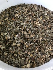 Bienenweide, 1000g Samen, durchwachsene Silphie, Engergiepflanze Samen