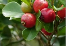 Strawberry Guava Leaf Tea 100 Natural