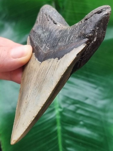 Dente massiccio del Megalodonte 11,7 cm - Dente di Squalo Fossile - Foto 4 di 6