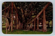 Postcard African Tulip Tree Max Basker & Sons Honolulu Hawaii