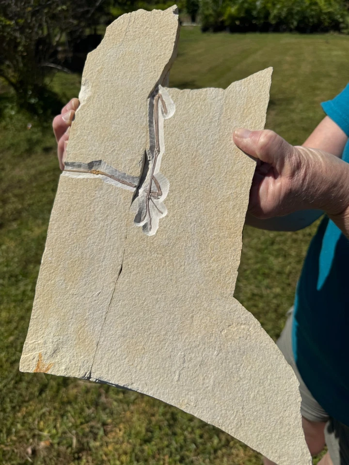 MUSEUM BEYOND RARE GREEN RIVER EOCENE FOSSIL BIRD LEG UNDESC SPECIES WADING BIRD - Image 2 of 4