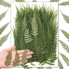 Fabbay 200 Pcs Pressed Dried Flowers Leaves Real Natural Ferns Green 