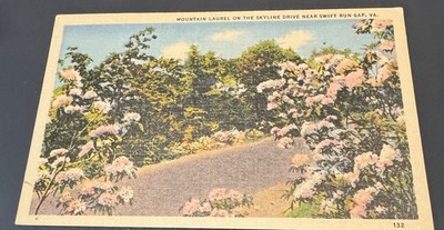 Vintage Linen Postcard Mountain Laurel Skyline Drive Near Swift Run Gap Virginia