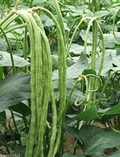 10 Yard Long Green Bean, asparagus beans Seeds  Non-GMO.