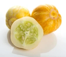 Lemon Cuke Cucumber (cucumis sativus)