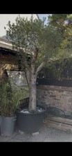 Olive Tree 6ft Olea Eurpaea