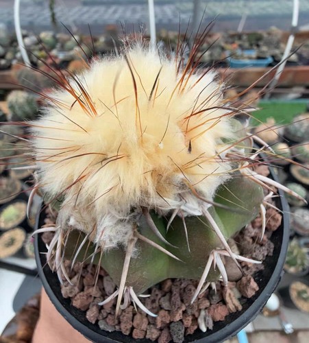 Rare Discocactus boliviensis Random Boutique - Picture 2 of 4
