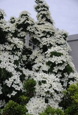 Chinese Dogwood Cornus Kousa seeds
