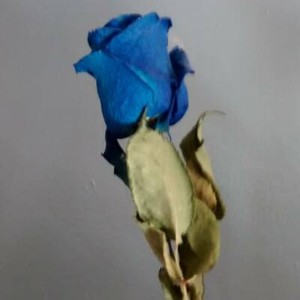 One Blue Rose | eBay Stores