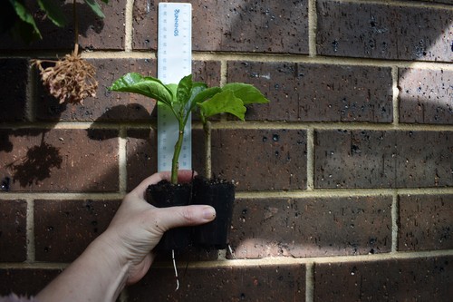 Hibiscus rosa-sinensis Jayella x 1 plant. Large flowers, prolific, tall. - Picture 5 of 5