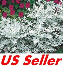 600 Seeds Cineraria Seeds T42, Dusty Miller Seeds SILVERDUST