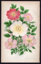 c1860's Anne Pratt Antique Color Print Sabine's Rose, Downy Leaved Rose, etc