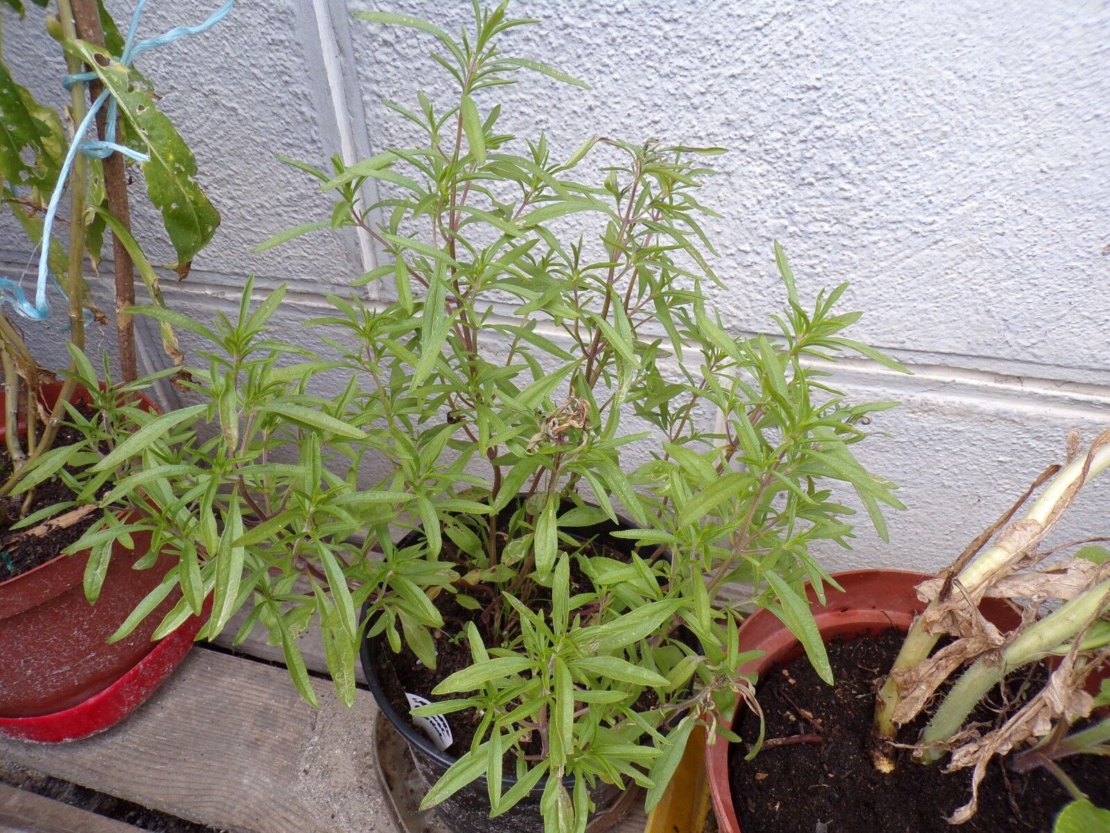 Bild 4 von 7