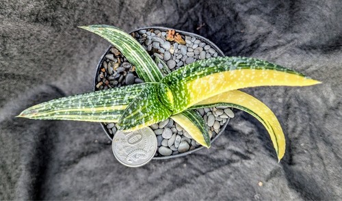 Gasteria carinata v verrucosa variegata VARIEGATED succulent plant Haworthia fam - Picture 3 of 6