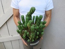 Euphorbia Anoplia Tanzanian Zipper Plant Succulent clump 