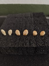 3 Set Deer teeth elk taxidermy ivory craft jewelry tusks