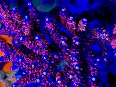 RRC Angry Birds - Live Coral Frag SPS/Acropora