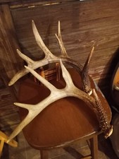 2 Consecutive Wild Whitetail Deer Shed Antler Dark Thick Rack Skull Thick Mass
