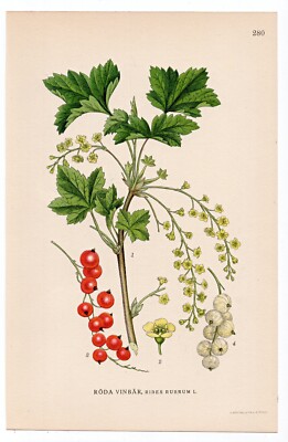 1926 Lindman Botanical Flower Print, Redcurrant, Red Currant (Ribes rubrum)