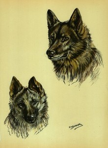 Vintage Norwegian Elkhound Print Wall Art Decor 1938 K Barker Illustration 6265L