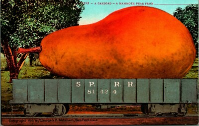 A Carload Giant Pear Exaggeration Blank Sample Ed Mitchell Postcard UNP