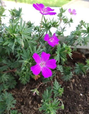 JEUNE PLANT DE GERANIUM VIVACE VIOLET - Photo 1/2