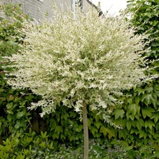 Flamingo Willow Tree in 3L Pot Salix Integra Hakuro-nishiki Exotic