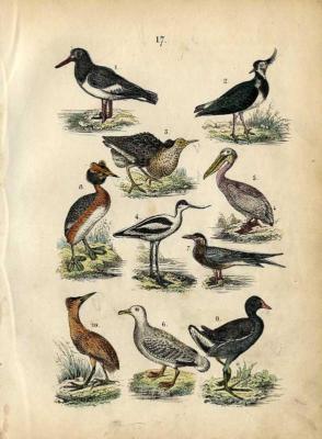 1844 MARTIN HC WOOD ENGRAV. oystercatcher, pelican, avocet, lapwing, ruff, tern