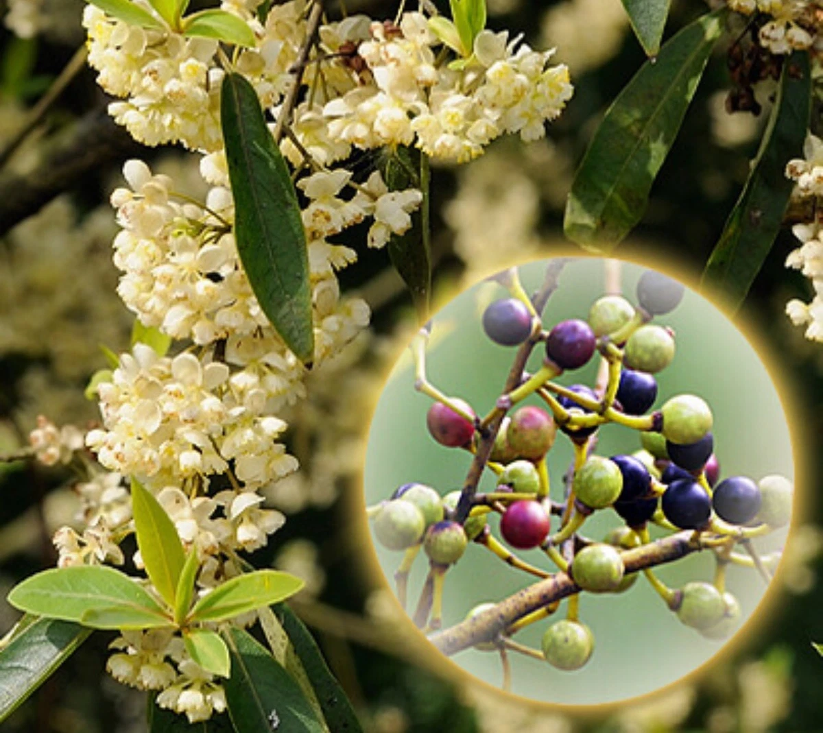 Litsea cubeba sale