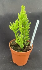 Rhipsalis mesembryanthemoides,  Rice Cactus,  Rooted Plant Shipped in 2" Pot