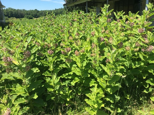 Bulk, 1500 seeds, Common Milkweed, Asclepias Syriaca, Monarch Butterfly - Picture 5 of 8
