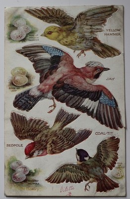Tuck's Postkarten - Vögel (3375) / Schmetterlinge (3390) auf dem Flügel - Serie 1