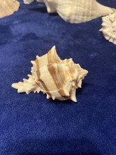 Vintage Horned Conch Seashell Shell home Decor Brown Striped Gorgeous