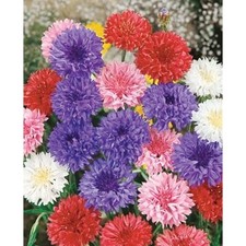 100 FRESH BACHELOR BUTTON "POLKA DOT" SEEDS DWARF MIX CORNFLOWER Garden Pots