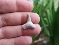 0.86" Lemon Shark Fossil Tooth Bone Valley Florida