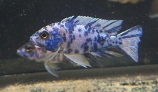 3" Male Pink And Blue OB Aulonocara sp. Fully Colored African Cichlids