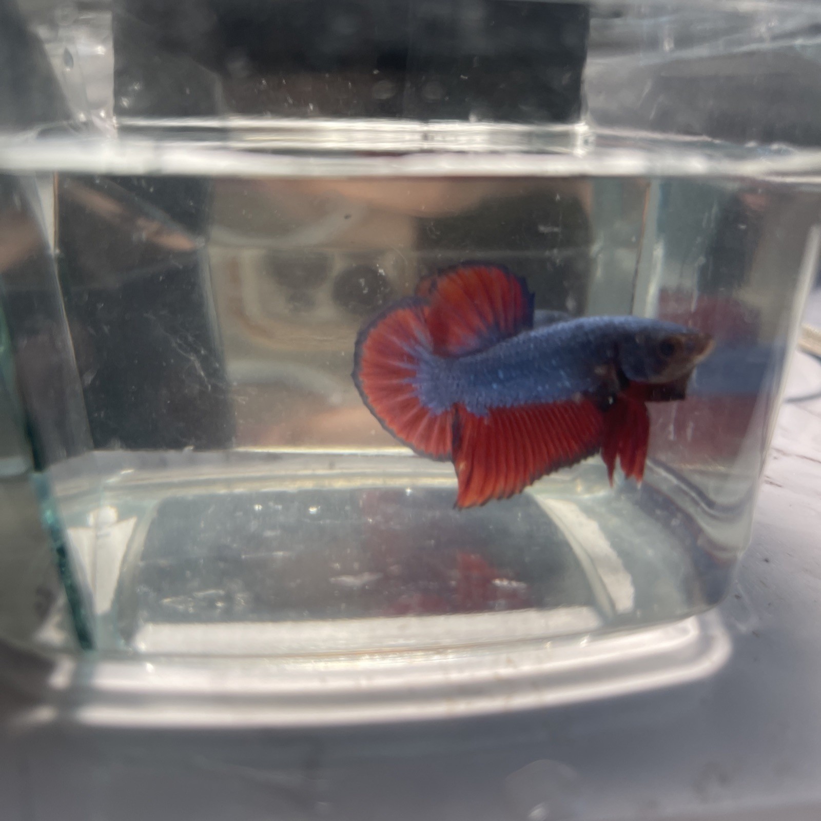 Blue Red Dragon Male Betta Fish