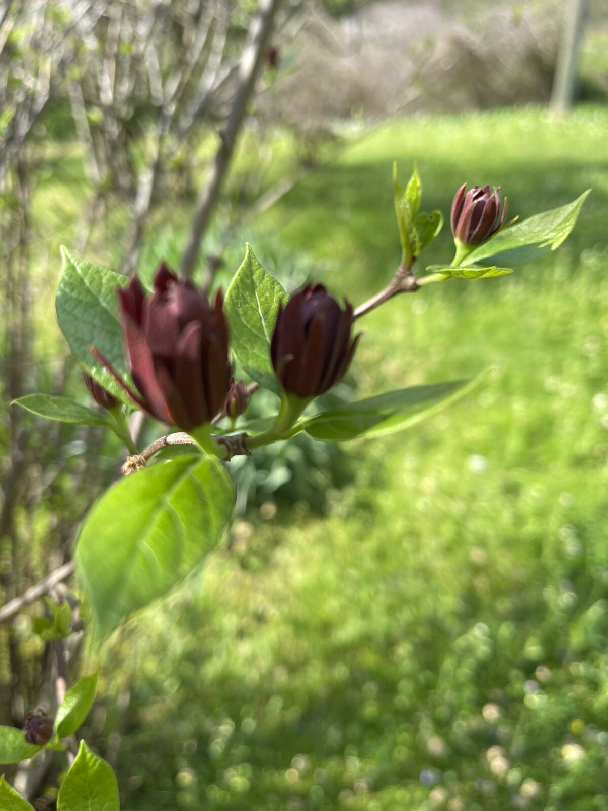 Eastern Sweetshrub Carolina Allspice 8 Fresh Cuttings Deer Resistant