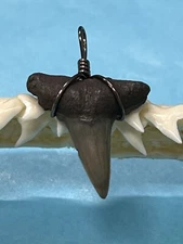 SHARK TOOTH PENDANT. 7/8 Inch Fossilized LEMON Shark Tooth From Bone Valley Fl 