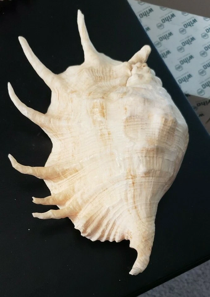 Giant Spider Conch - Lambis truncata -(Approx. 292mm) - Image 3 of 4