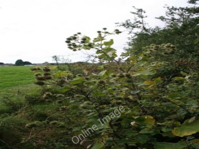 Foto 6x4 Look like Teasels Duxford\/SU3699 Dachte diese sahen aus wie Tee um 2009