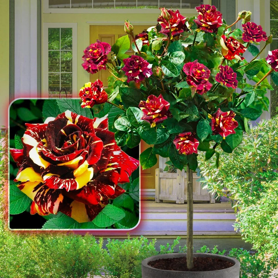 Rosier sur tige - 120 cm de hauteur - Convient en pot -  Terrasse, balcon... - Photo 3/4