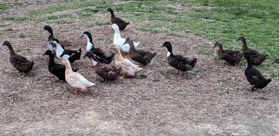 10 + 2 FREE Barnyard Mix Duck Hatching Eggs | Happy Hatching!
