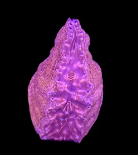 Hippopus Clam Rare Live Saltwater – Hippopus hippopus Reef Aquarium Display